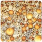 Псилоцибиновые (галлюциногенные) грибы в Кушве Psilocybin "Golden Teacher" Псилоцибиновые (галлюциногенные) грибы в Кушве Psilocybin "Golden Teacher"