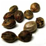 Семена марихуаны АК-47 (Seeds AK-47) в Кушве Семена марихуаны АК-47 (Seeds AK-47) в Кушве